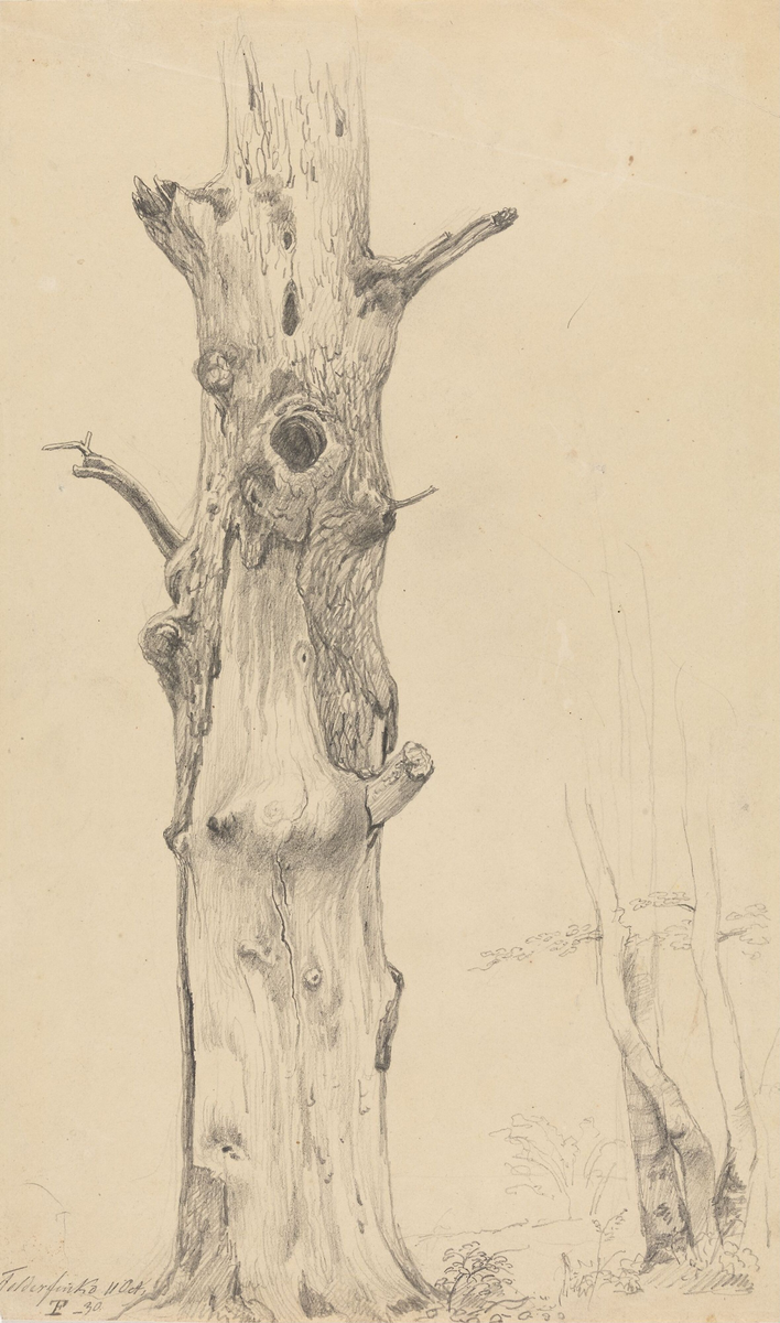 Gammel trestamme, Feldafing [Tegning]