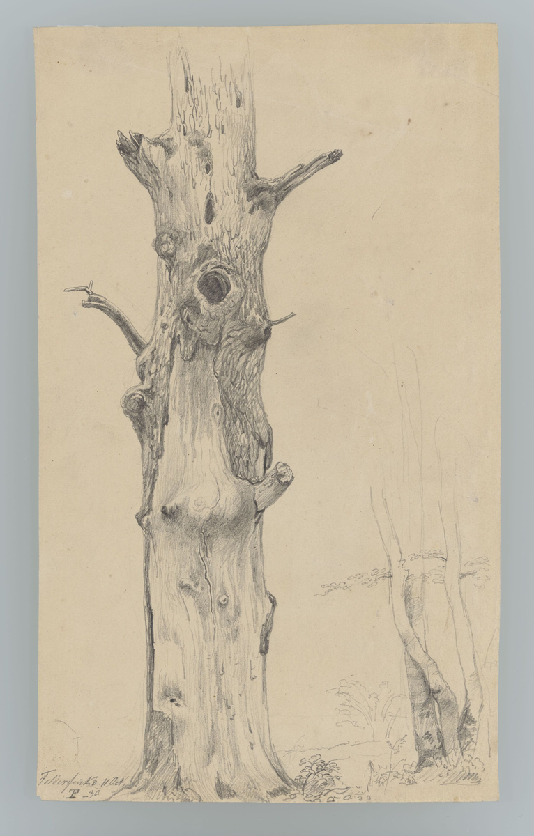 Gammel trestamme, Feldafing [Tegning]