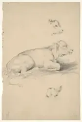 Liggende kalv; to kalvehoder [Tegning]