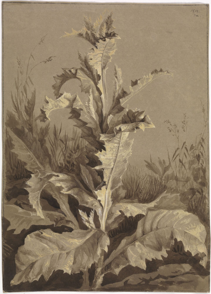 Plantestudie, tistel [Tegning]