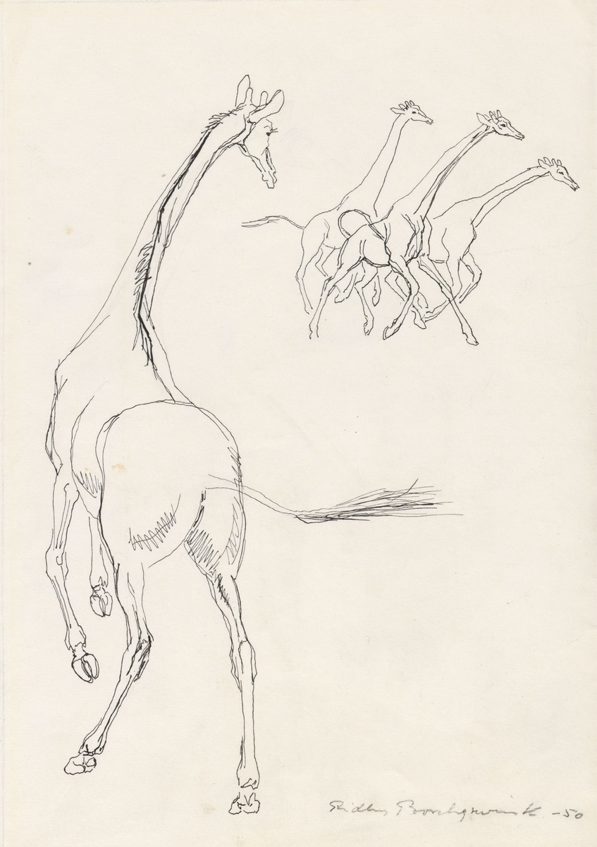 Giraffer [Tegning]