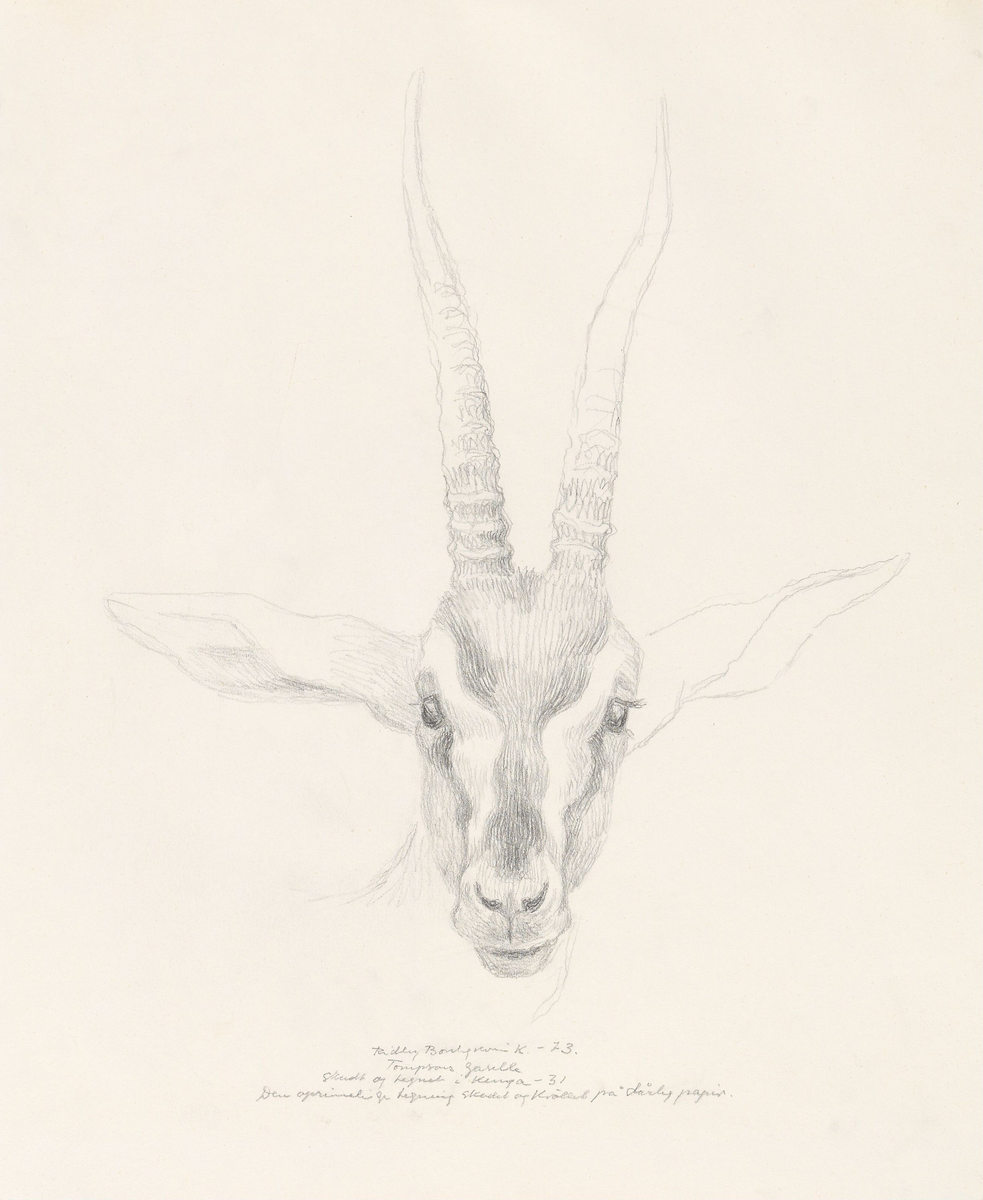 Tompsons gaselle [Tegning]