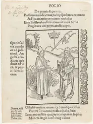 Om visdommens belønning [Grafikk]