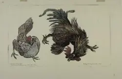 Høne og hane [Grafikk]