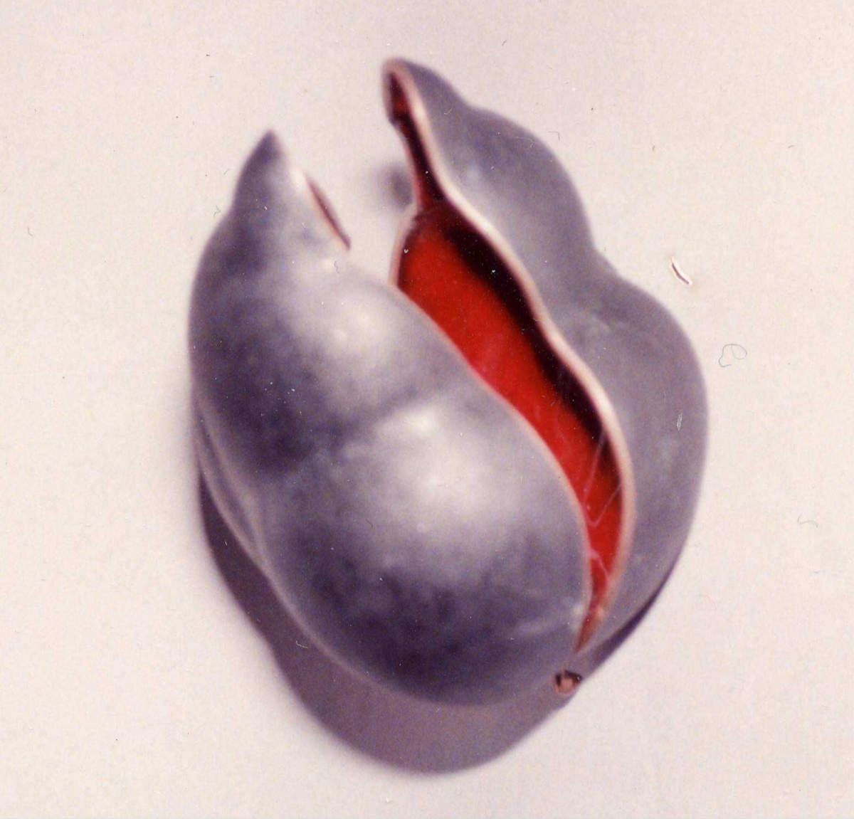 Skål