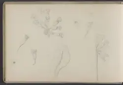 Marianøkleblom [Tegning]