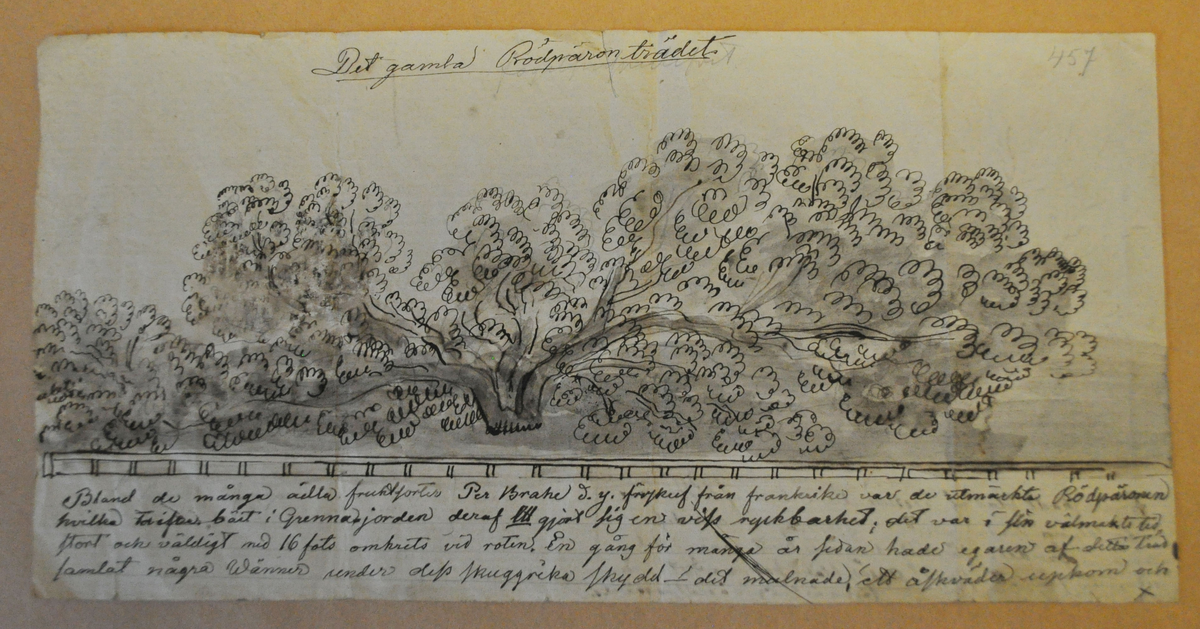 En skissartad teckning över det gamla rödpäronträdet i Gränna med text under som berättar päronträdets historia. På andra sidan, en teckning av ett blad med textad beskrivning under.