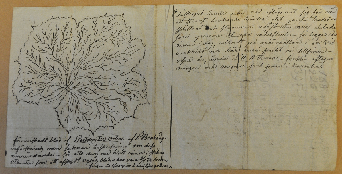 En skissartad teckning över det gamla rödpäronträdet i Gränna med text under som berättar päronträdets historia. På andra sidan, en teckning av ett blad med textad beskrivning under.