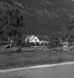 Hest beiter i Tveitoparken. I bakgrunnen badende barn og Tveito skole.