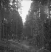 Falun, Sundborn, Skuruhäll. Rågatan mellan Sundborn och Vika från Skuruhäll.