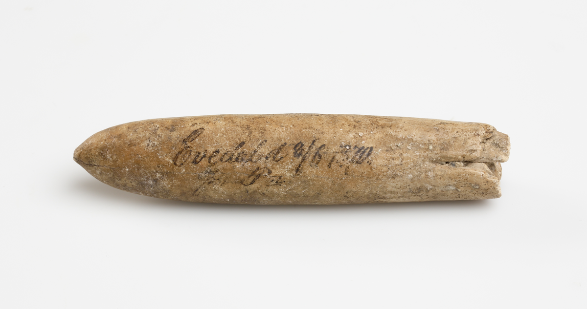 Fossil av Belemnit (utdöd bläckfisk) med cigarrliknande form. S.k. vätteljus/vättaljus.