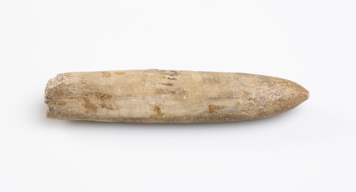 Fossil av Belemnit (utdöd bläckfisk) med cigarrliknande form. S.k. vätteljus/vättaljus.