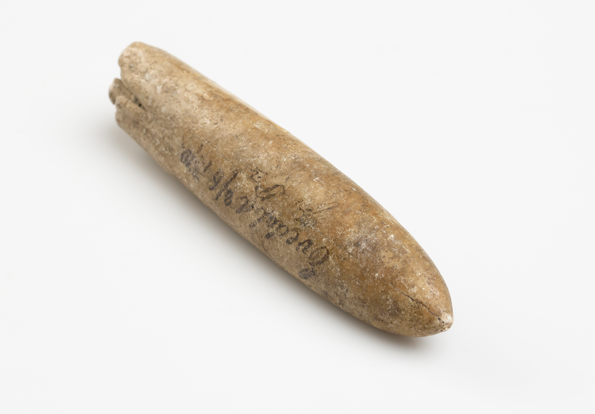 Fossil av Belemnit (utdöd bläckfisk) med cigarrliknande form. S.k. vätteljus/vättaljus.