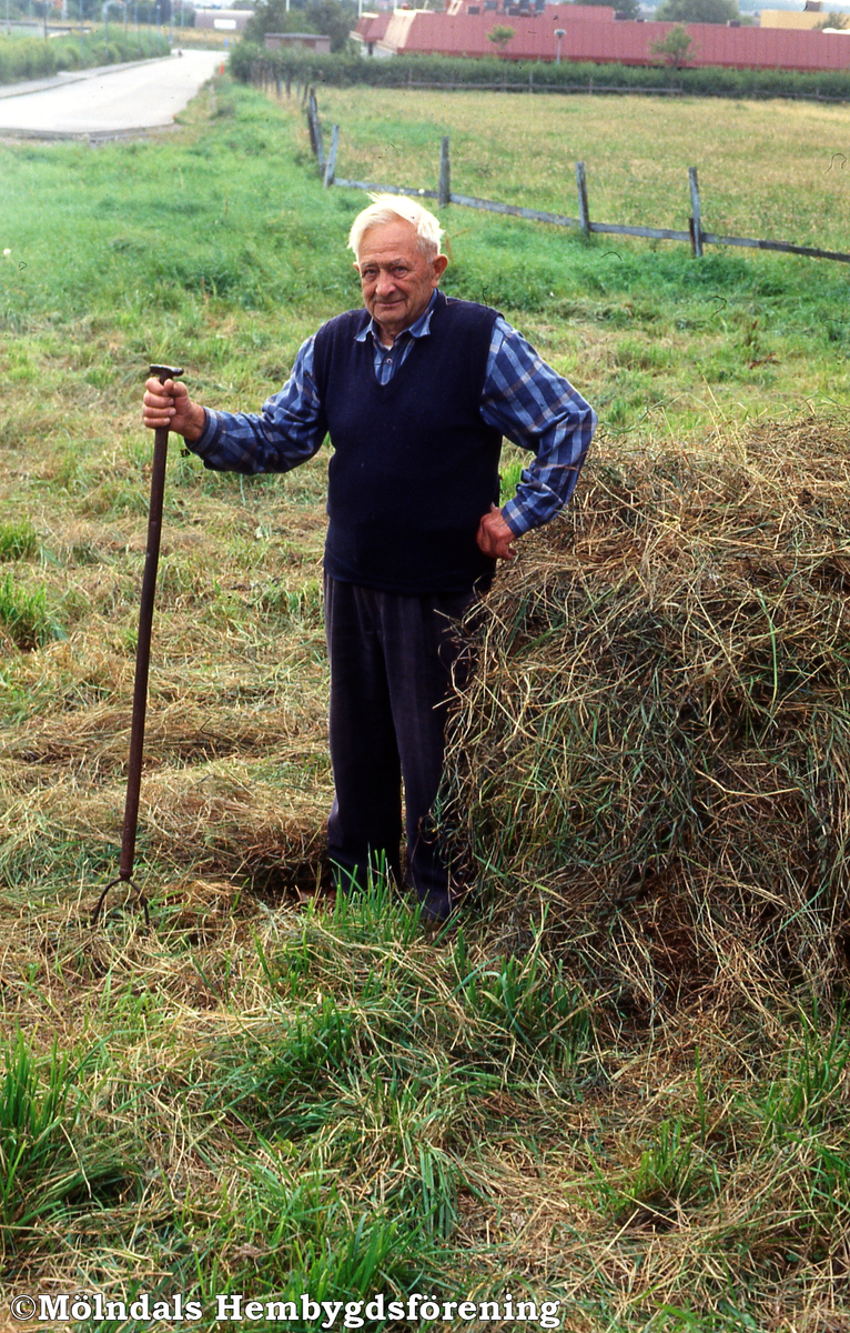 Forsåker Storegård 2 i Forsåker, Mölndal, år 1990. Helge Larsson, född 1904, stäcker hö.