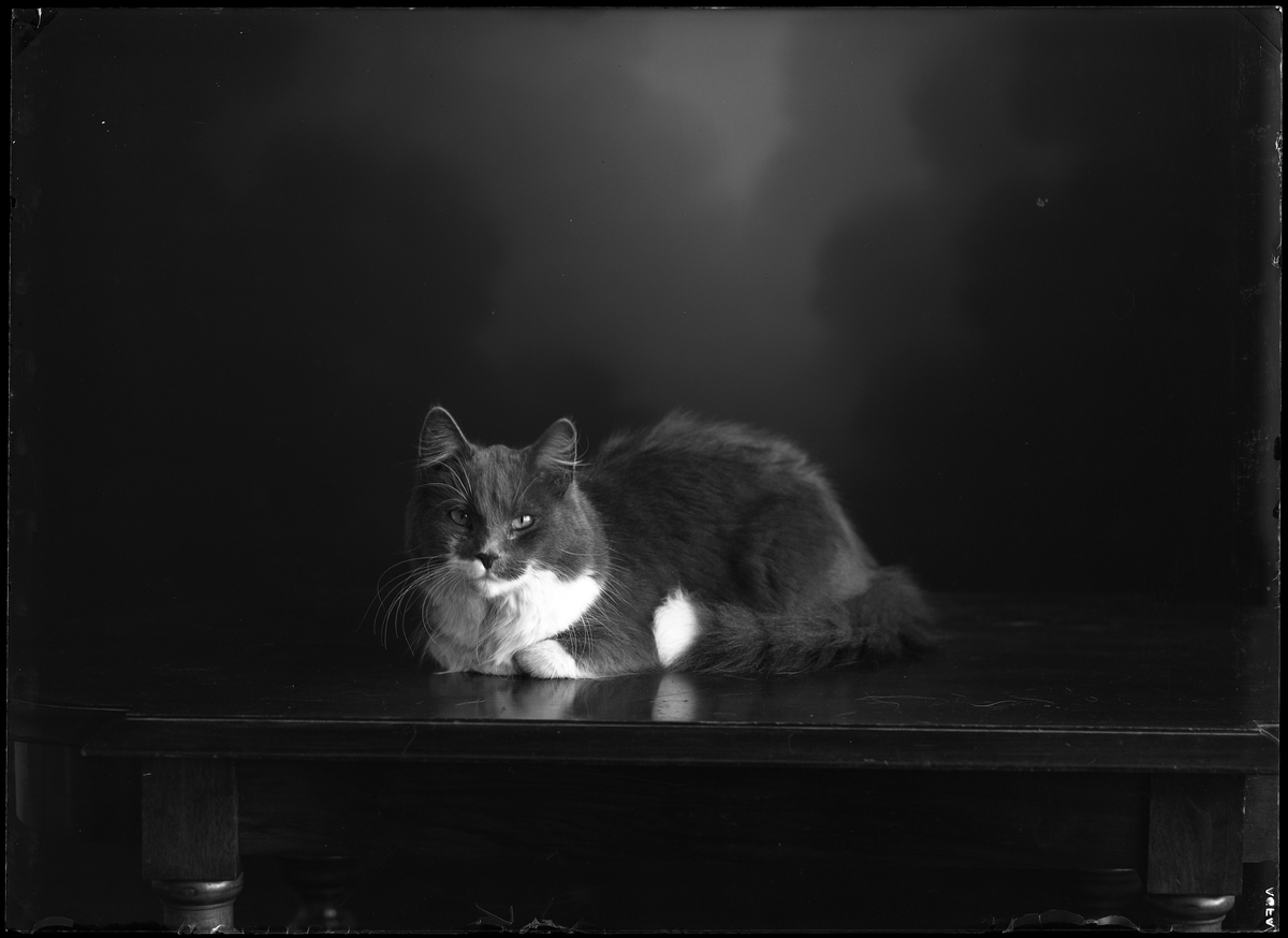Kattporträtt. Kisse, Evert Larsson, Drottningholmsvägen 282, Stockholm.
Ur Gustaf Åhmans samling.