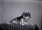 Porträtt av hund. Pekineser.
Erik Gartz.
Ur Gustaf Åhmans samling.