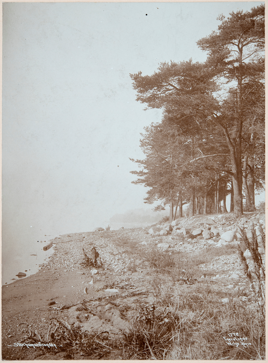 Hamar, Storhamarstranda, strandpromenaden, Ridehusstranda, furutrær