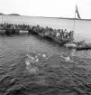 Evedal, 1943. 
Simtävling. I bakgrunden syns en brygga med publik.