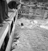 Evedal, 1943. 
Simtävling (?).