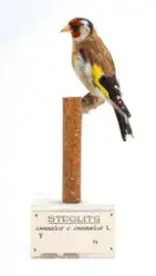 FÅGEL