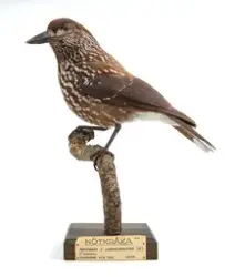 FÅGEL