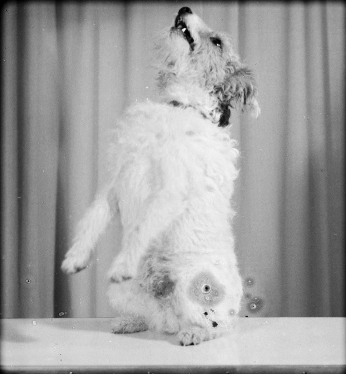 "Fru Öhlund" samt pojken Öhlund och hund från Foghammar, Alunda socken, Uppland 1949