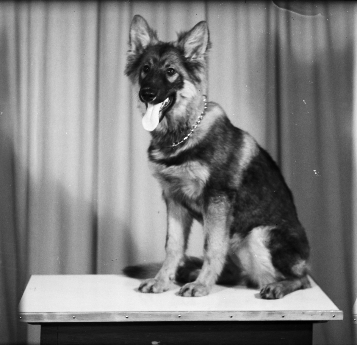 Eivor Hedendahl och två hundar från Upplands-Tuna, Tuna socken, Uppland 1950