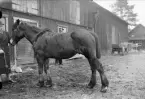 Häst utanför stall, Alunda, Uppland