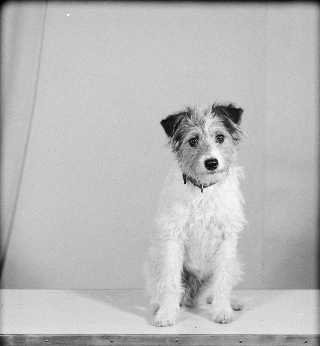 Liten foxterrier hund poserar sittande på bordet, från Alunda, Uppland