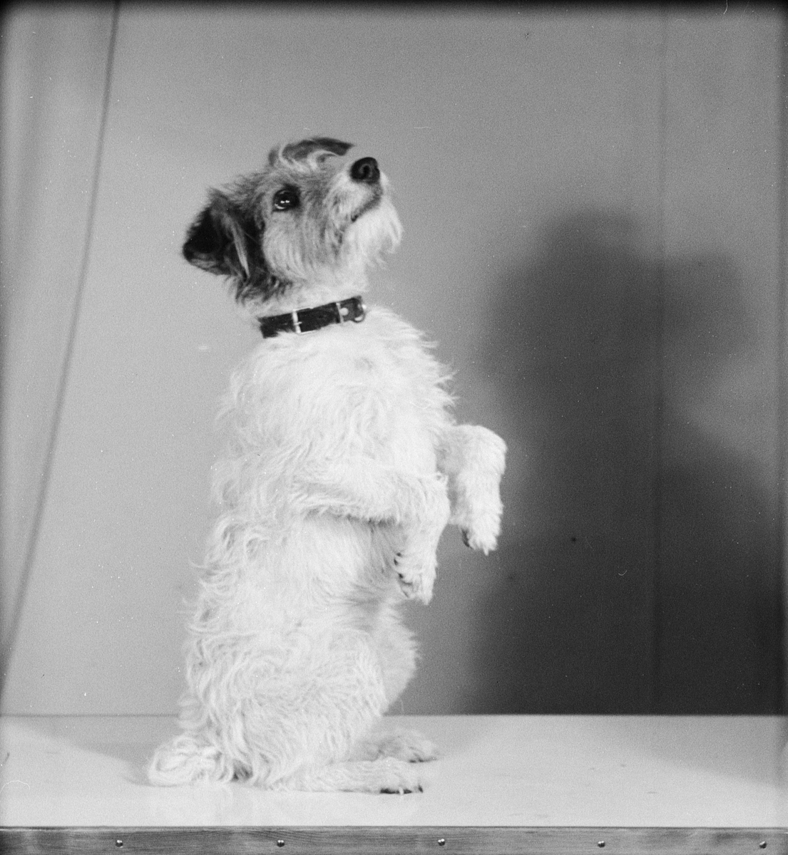 Liten foxterrier hund poserar sittande på bordet, från Alunda, Uppland