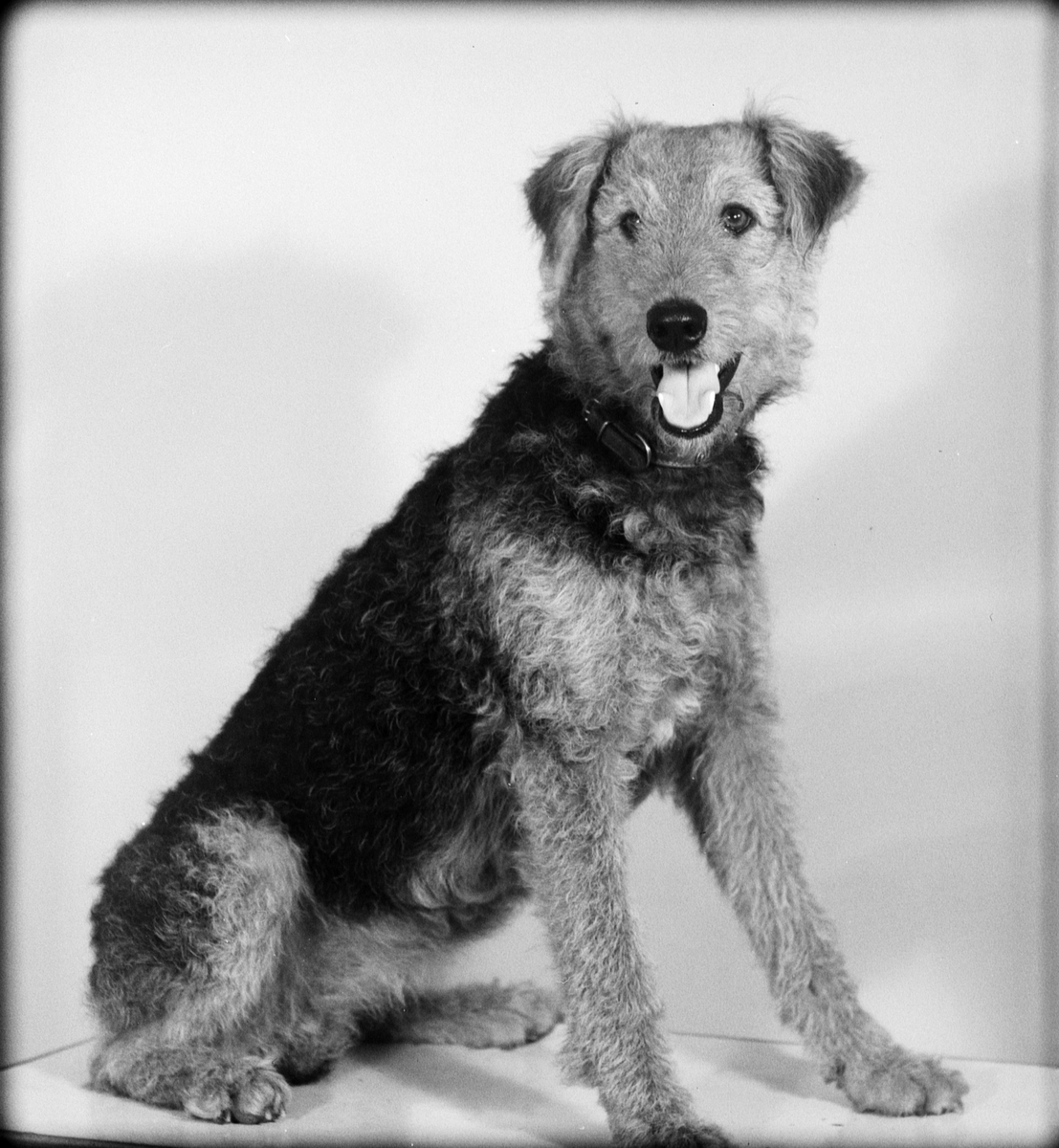Hund och Birgitta Fredman, Fresta, Alunda socken, Uppland