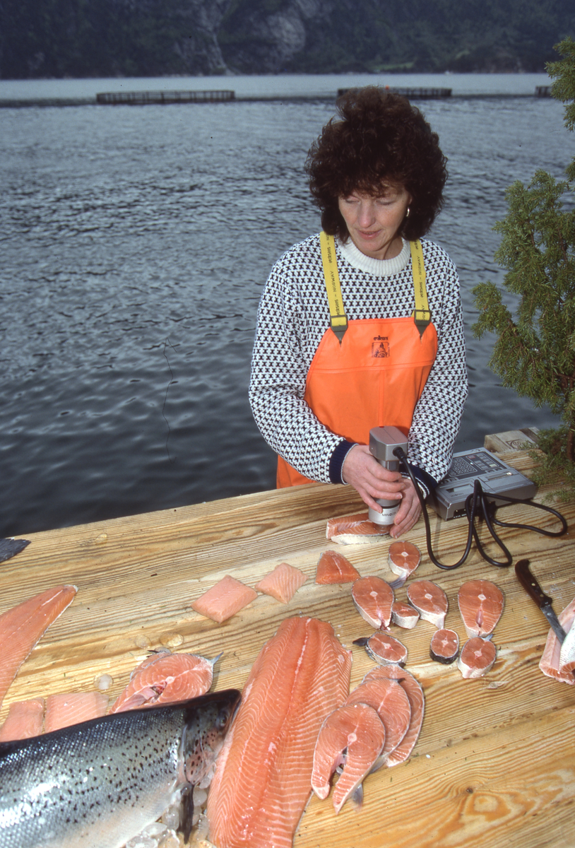 Akvaforsk, Averøy : Marie Wallseth tar fargemåling av laks