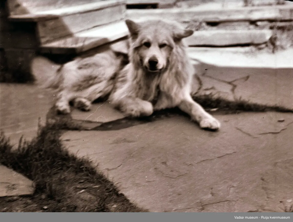 Tass, hunden til Carl Bramer, på hellene ved trappa til Esbensengården, 1940-talelt