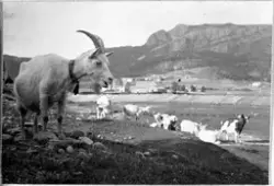 Geiter og kalver på beite, Åfjord
