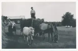 Folk i arbeide, hest med føll, høykjøring i 1943.