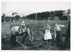 Folk i arbeide med slottonna, hest og vogn i 1943.