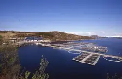 Akvaforsk, Averøy : Utsikt over oppdrettsanlegg