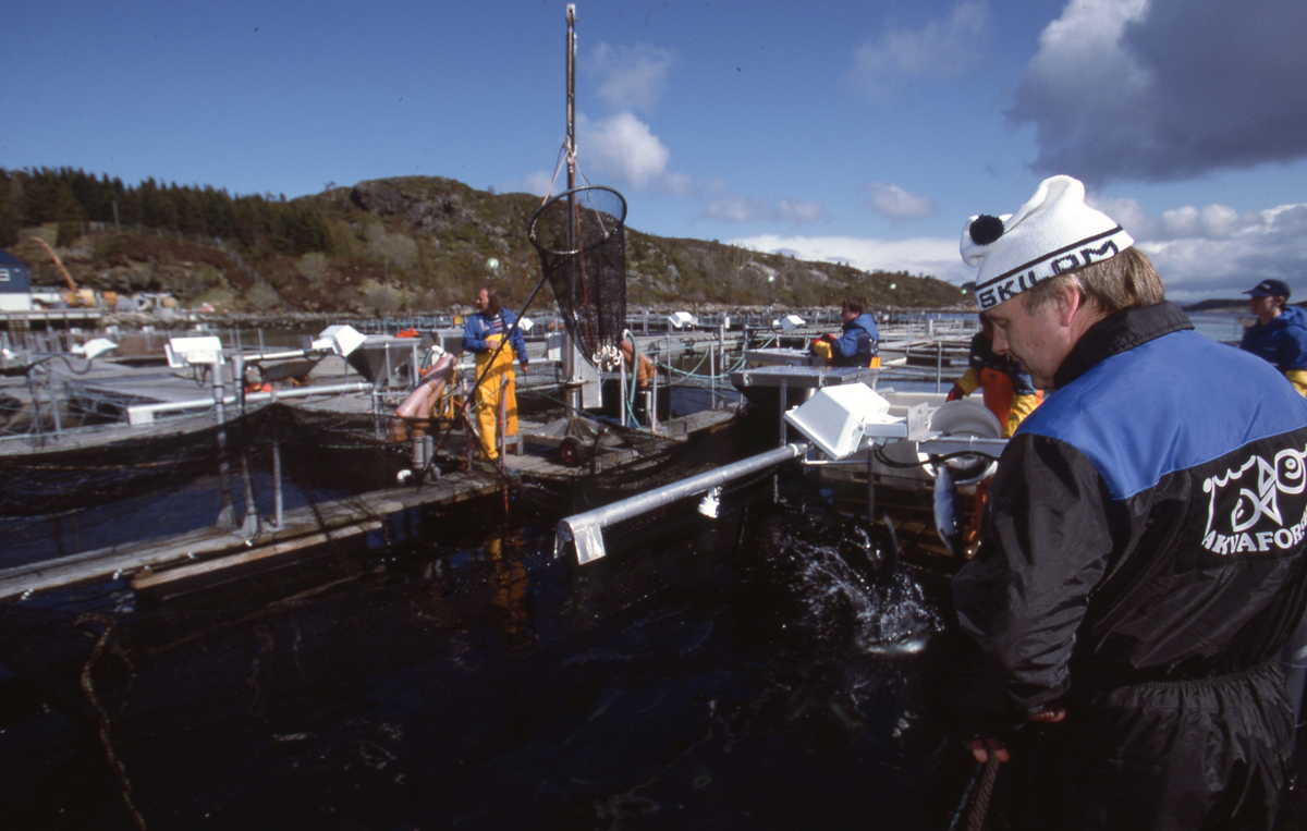 Akvaforsk, Averøy : Arbeid langs merdekanten