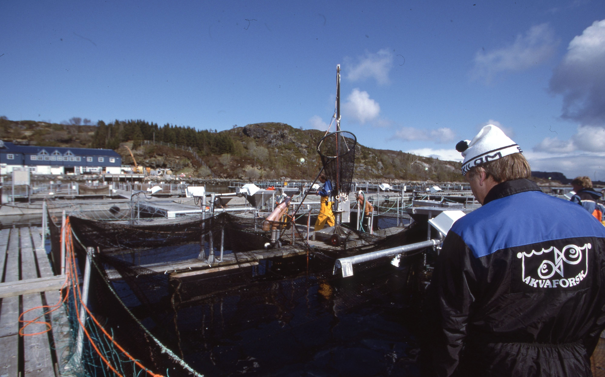 Akvaforsk, Averøy : Arbeid langs merdekanten