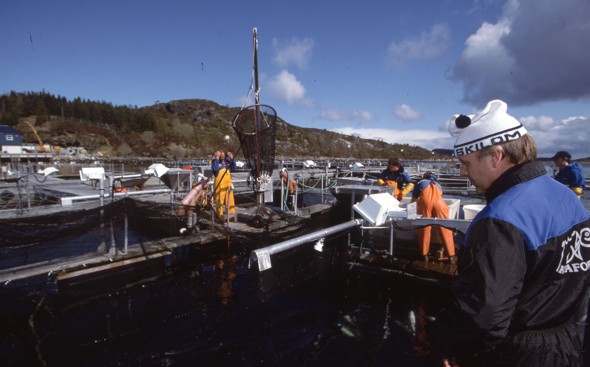 Akvaforsk, Averøy : Arbeid langs merdekanten