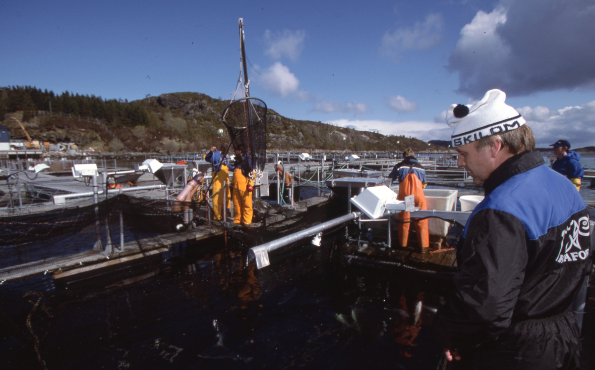 Akvaforsk, Averøy : Arbeid langs merdekanten