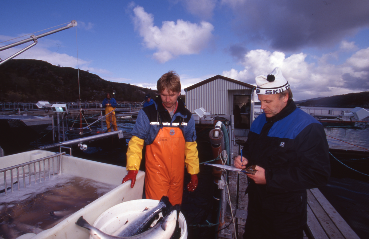 Akvaforsk, Averøy : Arbeid langs merdekanten