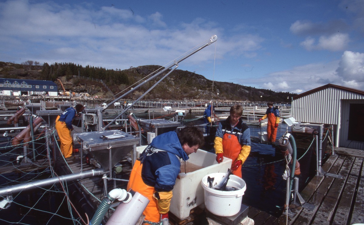 Akvaforsk, Averøy : Arbeid langs merdekanten