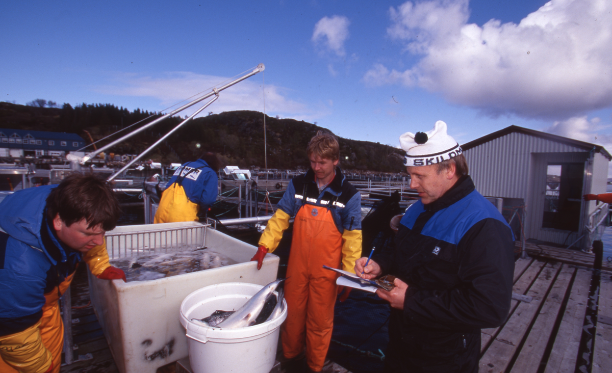 Akvaforsk, Averøy : Arbeid langs merdekanten