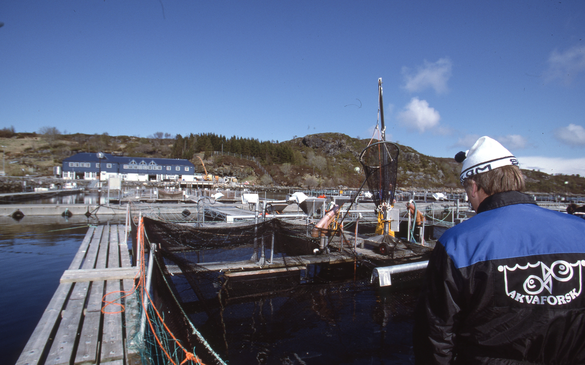 Akvaforsk, Averøy : Arbeid langs merdekanten