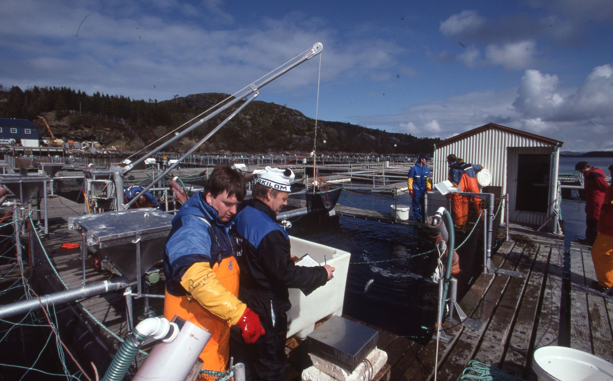 Akvaforsk, Averøy : Arbeid langs merdekanten