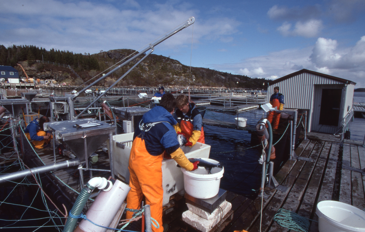 Akvaforsk, Averøy : Arbeid langs merdekanten