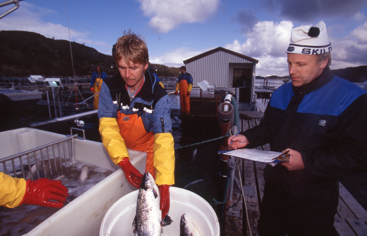 Akvaforsk, Averøy : Arbeid langs merdekanten