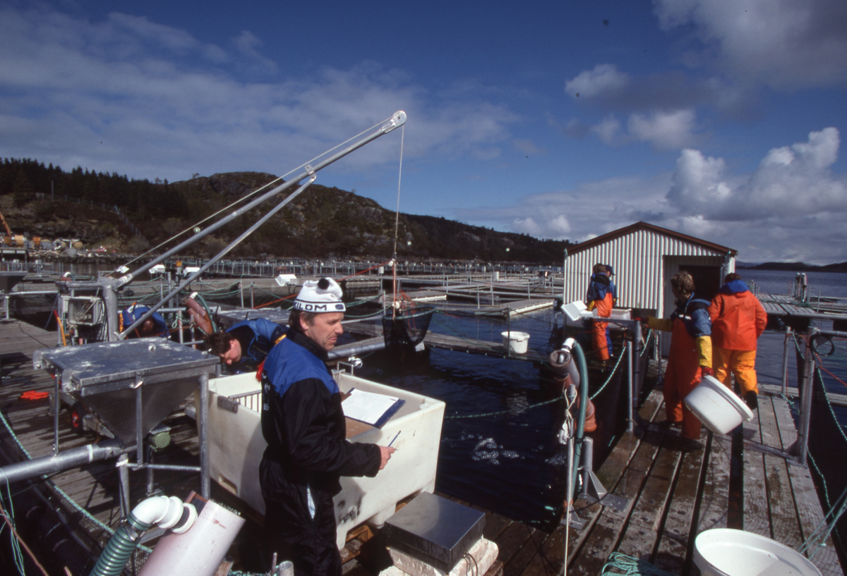 Akvaforsk, Averøy : Arbeid langs merdekanten