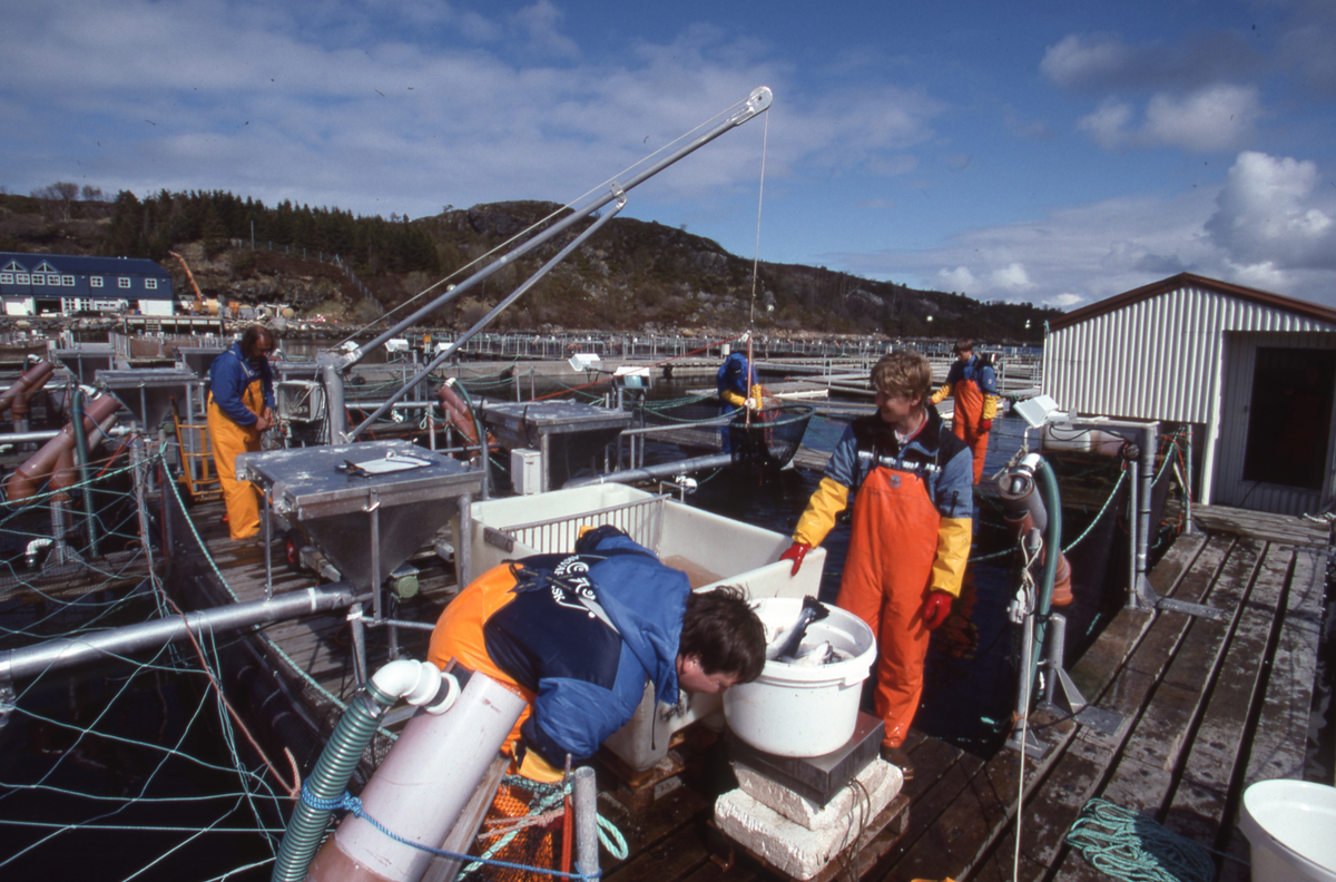 Akvaforsk, Averøy : Arbeid langs merdekanten